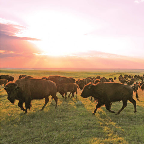 Bison Sticks - Original - Grass-Fed and Finished - 1 Stick