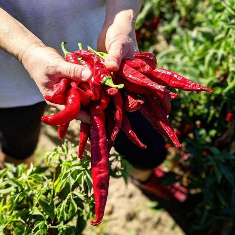 Smoked Pimenton Paprika - Single Origin Spice & Seasoning - 1.8oz