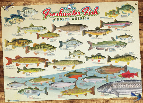 Freshwater Fish of NA 1000-Piece Cobble Hill Puzzle