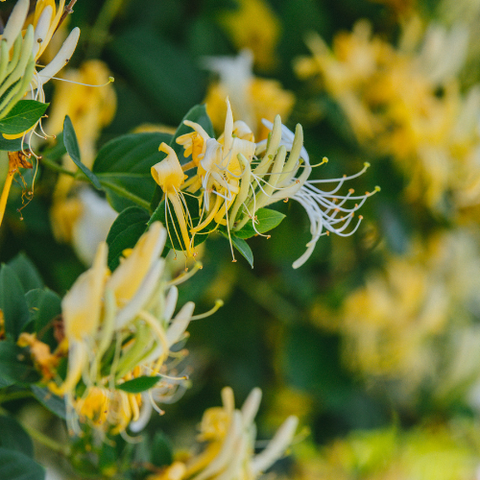 Solid Perfume - Honeysuckle - Handmade with Beeswax