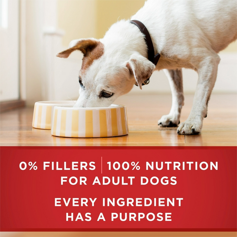Purina ONE Adult Canned Dog Food - Tender Cuts in Gravy Chicken & Brown Rice Entree - 13oz Can